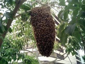 Swarm of bees