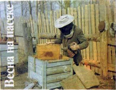 Spring in the Apiary