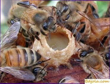 Feeding each others bees