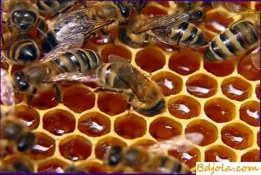 Storage of forage stocks of bees