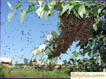 Swarming of the bees in the apiary