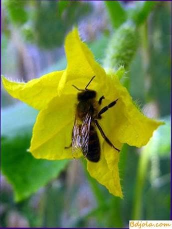 Pollination by bees of cucumbers in the greenhouse