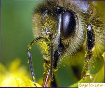 Fatigue of bees