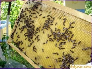 Selection of the best bee colonies