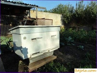 Control hive in the apiary