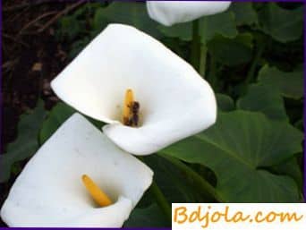 Collection of nectar in the greenhouse