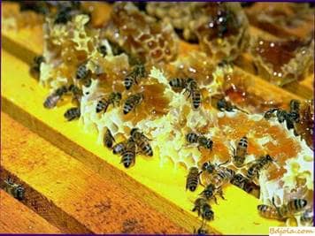 About greenhouse crops and bees