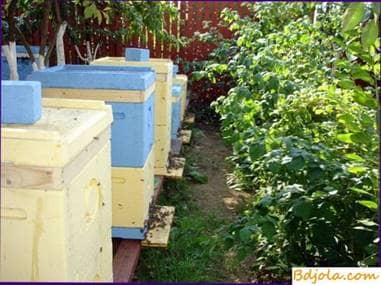 Selection of a place for an apiary and accommodation of hives