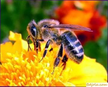 Bee Species Used in Greenhouses
