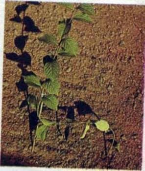 Accelerated way of growing seedlings