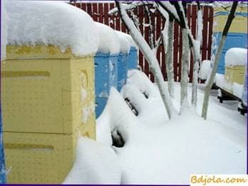 Tipo de colmena para una colmena invernal a voluntad