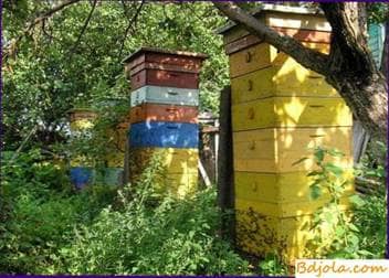 Preparación de existencias de las abejas