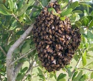 Reproducción de colonias de abejas