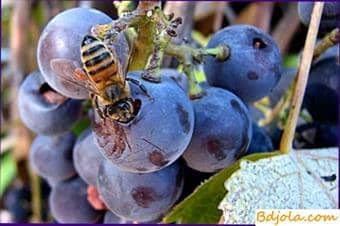 Alimentando abejas melaza