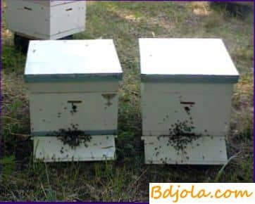 Conservación de las abejas por forraje