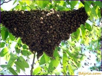 Reproducción de colonias de abejas y retirada de reinas