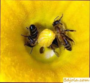 Recetas curativas con polen