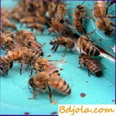 Comportamiento de los ladrones de abejas