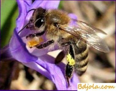 Dónde conseguir las abejas