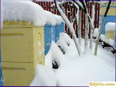 En invierno, las abejas necesitan paz