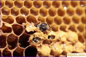 Métodos para aumentar la cantidad de cera de las colonias de abejas
