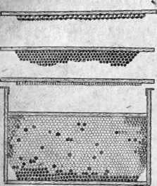 Métodos para aumentar la cantidad de cera de las colonias de abejas