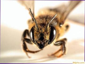 Veneno de abeja en la homeopatía