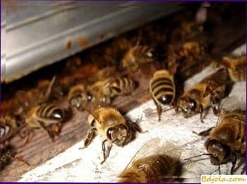 Cómo hacer una cámara de calor para procesar las abejas