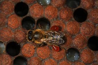 Enfermedades fúngicas para la prevención de las abejas