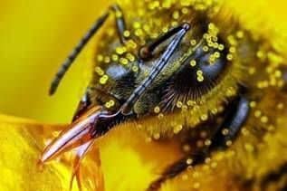 Enfermedades de abejas adultas