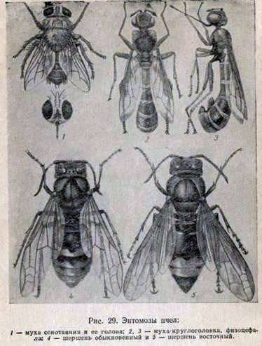 Cenotainiosis de abejas