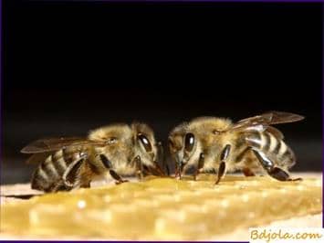 Cómo tratar aspergilosis de abejas o cría de piedra