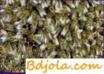 Procesamiento de abejas por folbeks