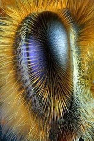 Sistema nervioso, órganos de los sentidos y comportamiento de las abejas