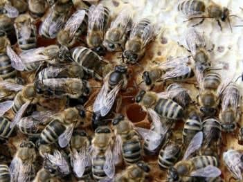 La familia de las abejas y su composición
