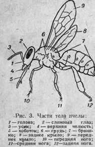 La familia de las abejas y su composición