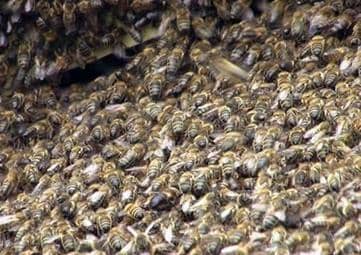 El ciclo anual de desarrollo y vida de una familia de abejas