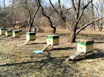 Vuelo artificial temprano de las abejas en el pabellón