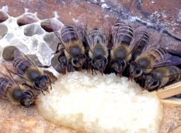 Aderezo de abejas en el pabellón