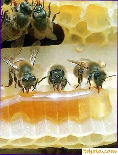 Propiedades curativas de la miel