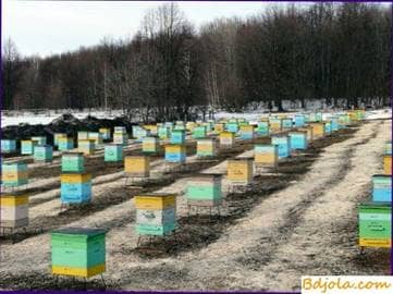 La invernada exitosa de las abejas