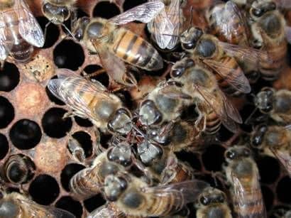 Cuidado de las abejas en invernaderos