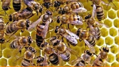 Contenido de bicarbonato de las abejas