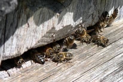 Las abejas en mayo