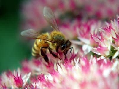 Período de crecimiento de las abejas