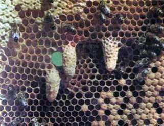 Distribución del trabajo en la colmena de abejas