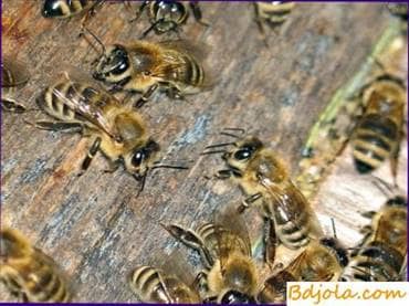 La primera inspección de una familia de abejas en un invernadero