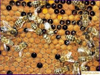 El contenido de las abejas en el apiario de la reserva