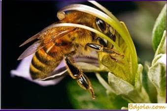 Alimentación recogida por las abejas