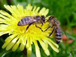 Весенний период развития пчел